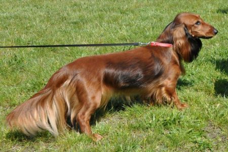 Jamnik d�ugow�osy standardowy – M�.Ch. Pl. Ch.Pl SHA'RE SEUSERENCE Kollapsar 